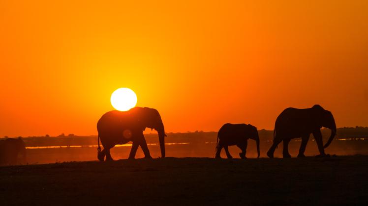Conociendo al elefante